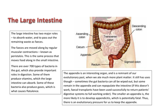 Digestive System | Teaching Resources