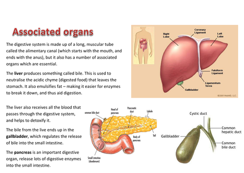 Digestive System | Teaching Resources