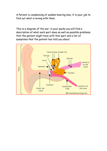 Structure and function of the ear | Teaching Resources