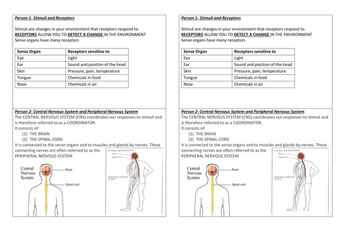 Nervous System Lesson with resources | Teaching Resources