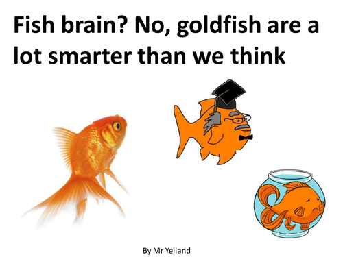 fish brain