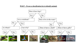 kingdom worksheet animal doc Keys Classification Teaching emilyf1990 Rainforest by