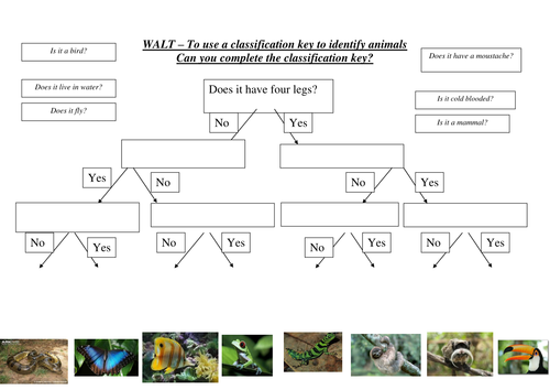 rainforest classification keys teaching resources