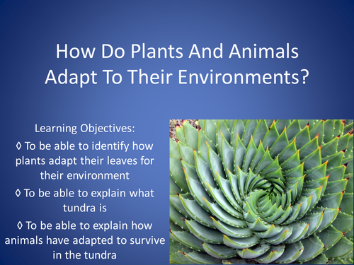 How Do Plants And Animals Adapt To The Tundra Environment? | Teaching  Resources