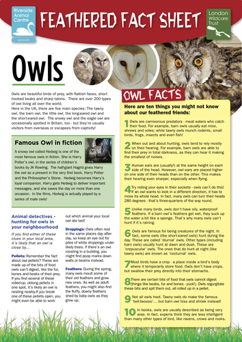 Nocturnal animal factsheets | Teaching Resources