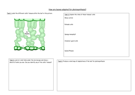 Leaf adaptations worksheet | Teaching Resources