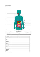 the digestive system homework