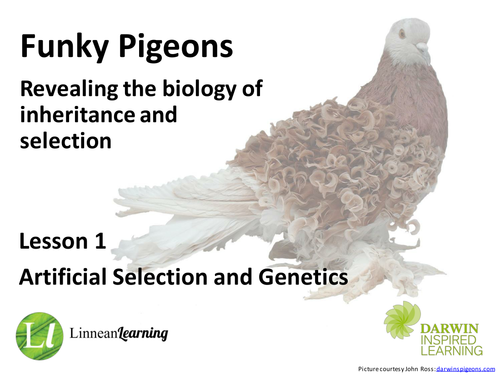 Funky Pigeons - Darwin Inspired Learning | Teaching Resources