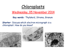 Chloroplasts | Teaching Resources