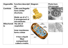 Organelles match up | Teaching Resources