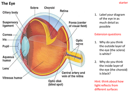 Structure and functions of the eye | Teaching Resources