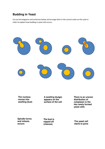 Budding in yeast | Teaching Resources