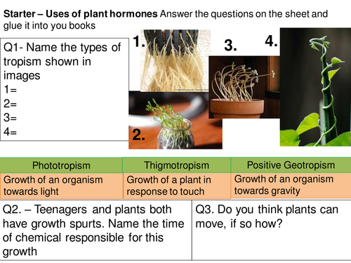 Uses of Plant Hormones Full Lesson | Teaching Resources