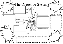 Structure And Function Of Digestive System 