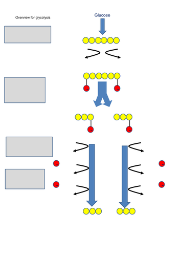 Glycolysis and fermentation | Teaching Resources