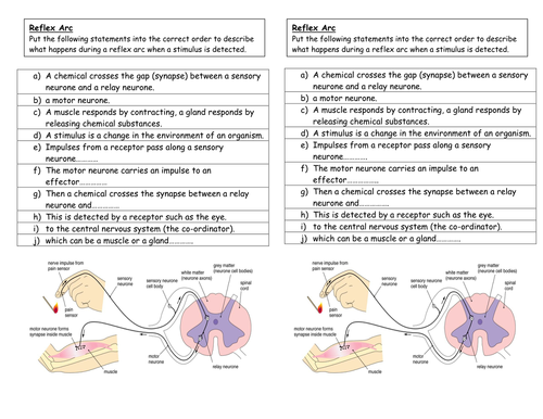 What is a reflex arc? | Teaching Resources