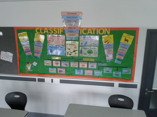 Wow Board Classification Display | Teaching Resources