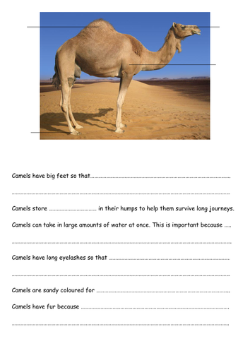 Adaptation: Camel vs Polar Bear | Teaching Resources