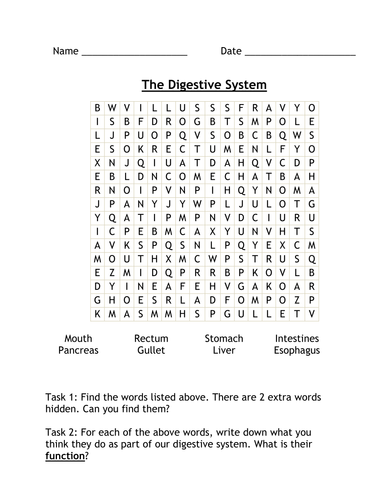 digestive system essay 500 words