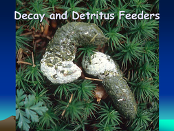 Decay Ppt By Raj Nandhra Teaching Resources