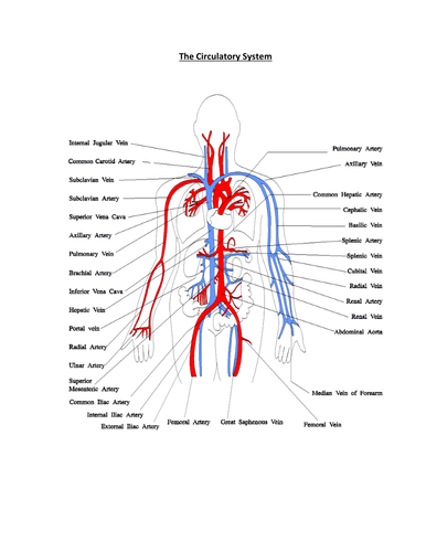 Human Anatomy Information Sheets | Teaching Resources