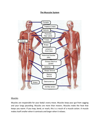 Human Anatomy Information Sheets | Teaching Resources