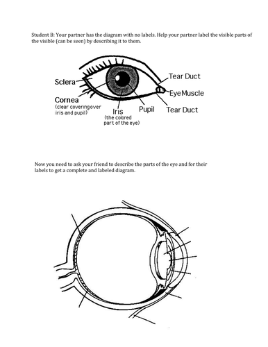 Parts of the Eye | Teaching Resources