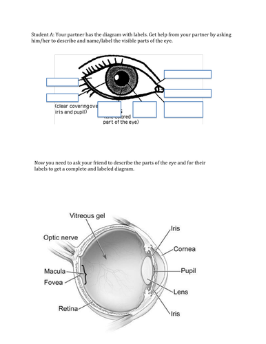 Parts of the Eye | Teaching Resources