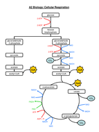 Complete respiration flow-chart | Teaching Resources