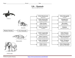 A Mammal Embryo Worksheet Answers - Super Teacher Worksheets