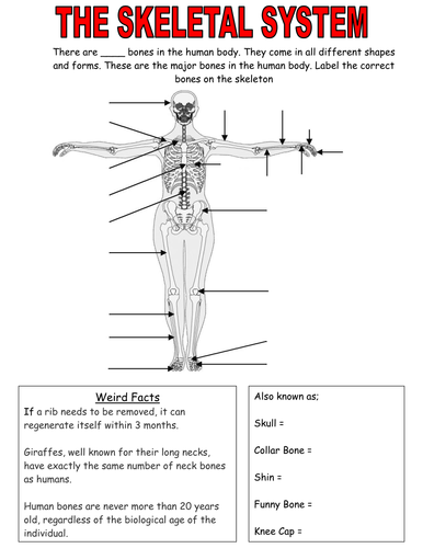 The Skeletal System | Teaching Resources
