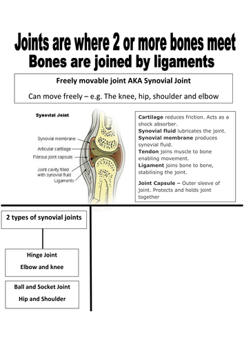 skeletal-system-review-sheet-teaching-resources