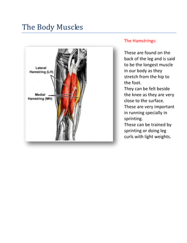 The Body Muscle; The Hamstrings: | Teaching Resources