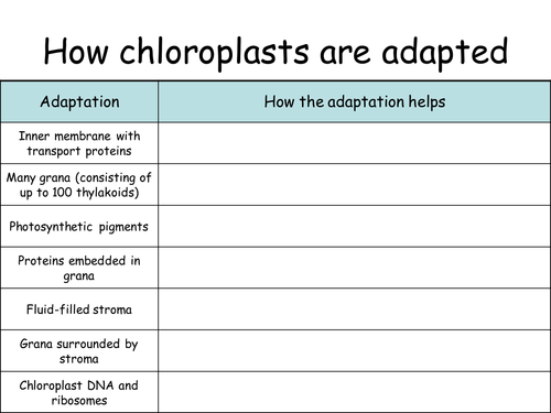 Chloroplast structure for photosynthesis | Teaching Resources