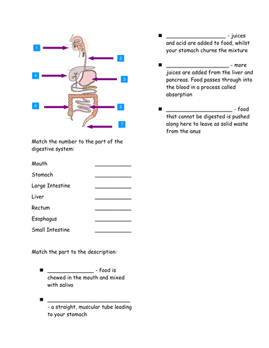 Simple Parts of the Digestion Systems | Teaching Resources