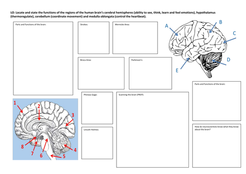 The Brain | Teaching Resources