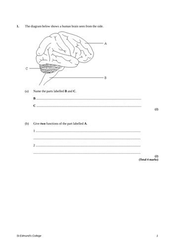 The Brain | Teaching Resources