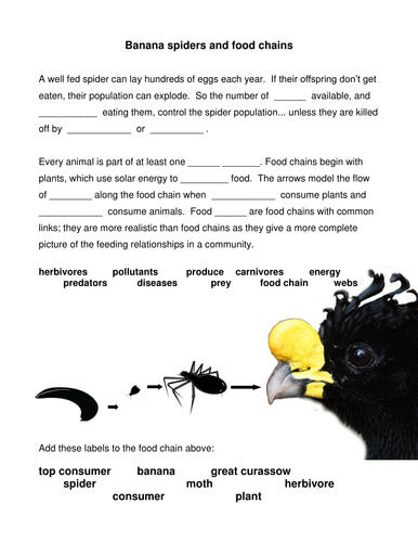 food-chain-handout-about-banana-spider-with-clip-teaching-resources