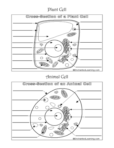 30 Label Animal And Plant Cell Label Design Ideas 2020