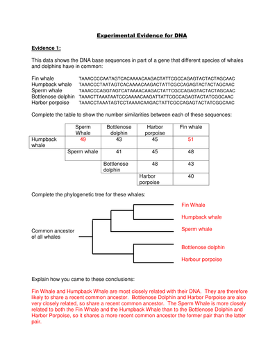 43-creating-phylogenetic-trees-from-dna-sequences-student-worksheet-answers-worksheet-information
