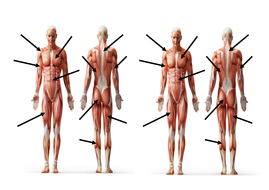 Name the muscles worksheet | Teaching Resources