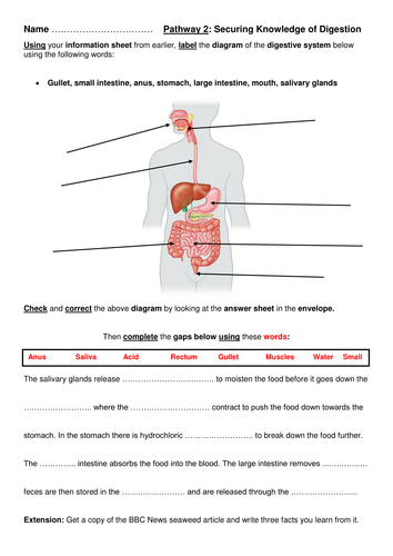 Year 8 Introduction to Digestion (Full Lesson) | Teaching Resources