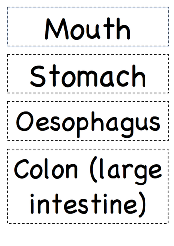 Year 4 Science: Digestion and Teeth | Teaching Resources