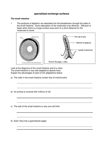 AQA B3 specialized exchange surfaces | Teaching Resources