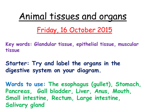 Animal tissues and organs B2 AQA | Teaching Resources