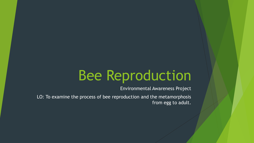 Bees | Teaching Resources