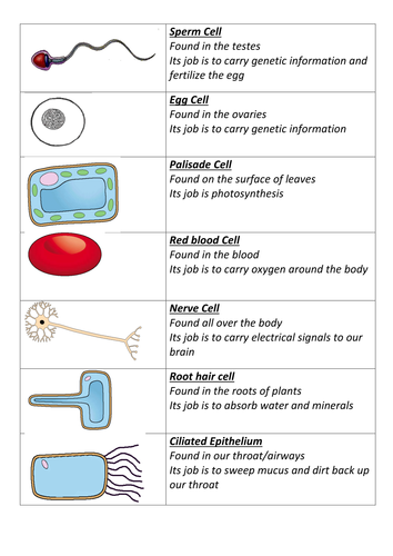 Specialized Cells Teaching Resources 8498