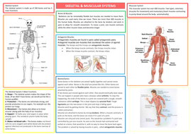 summary of skeletal system