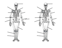 Skeletal System | Teaching Resources