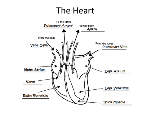 Human Body, Exercise and Nutrition KS2 KS3 SoW | Teaching Resources